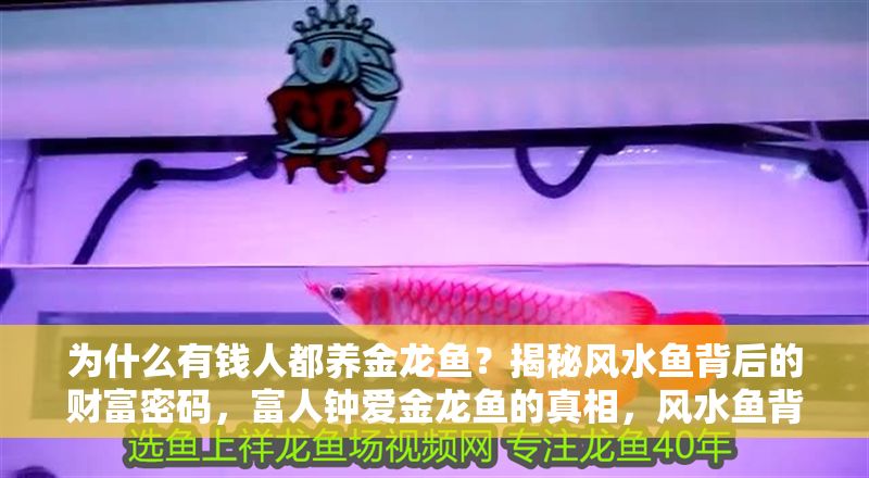 為什么有錢人都養金龍魚？揭秘風水魚背后的財富密碼，富人鐘愛金龍魚的真相，風水魚背后的財富玄機