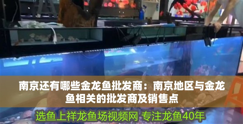 <strong><mark>南京</mark></strong>還有哪些金龍魚批發(fā)商：<strong><mark>南京</mark></strong>地區(qū)與金龍魚相關(guān)的批發(fā)商及銷售點(diǎn)