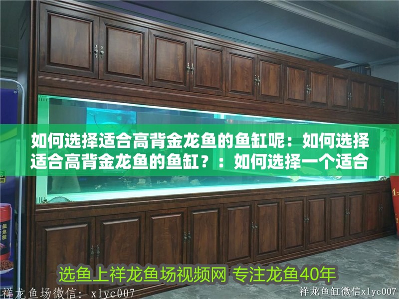 如何選擇適合高背金龍魚的魚缸呢：如何選擇適合高背金龍魚的魚缸？：如何選擇一個適合的魚缸