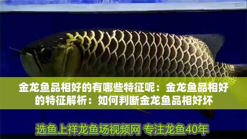 金龍魚品相好的有哪些特征呢：金龍魚品相好的特征解析：如何判斷金龍魚品相好壞