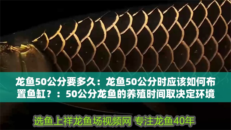 龍魚50公分要多久：龍魚50公分時應(yīng)該如何布置魚缸？：50公分龍魚的養(yǎng)殖時間取決定環(huán)境于多個階段的養(yǎng)殖