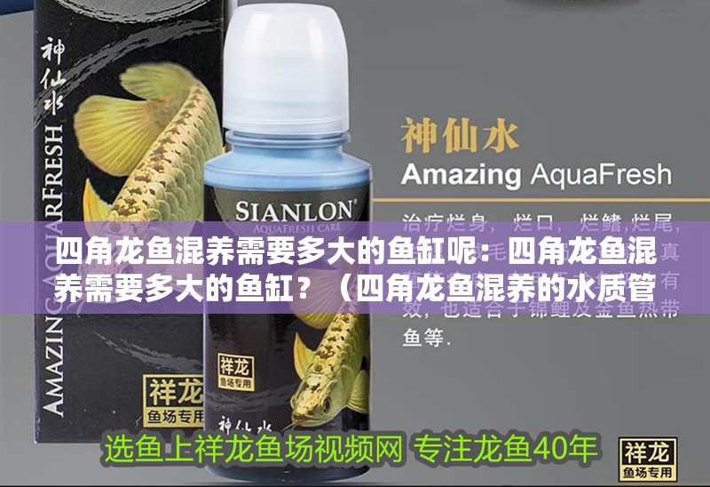 四角龍魚混養需要多大的魚缸呢：四角龍魚混養需要多大的魚缸？（四角龍魚混養的水質管理）