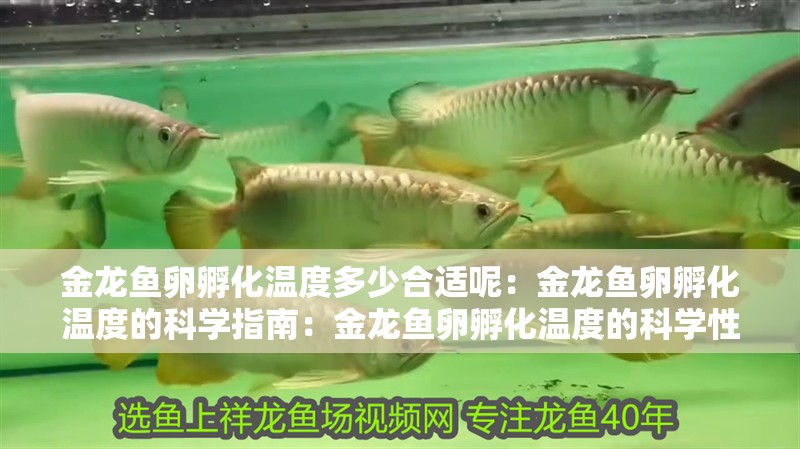 金龍魚卵孵化溫度多少合適呢：金龍魚卵孵化溫度的科學指南：金龍魚卵孵化溫度的科學性 金龍魚卵孵化溫度多少合適呢：金龍魚卵孵化溫度的科學指南：金龍魚卵孵化溫度的科學性 水族問答