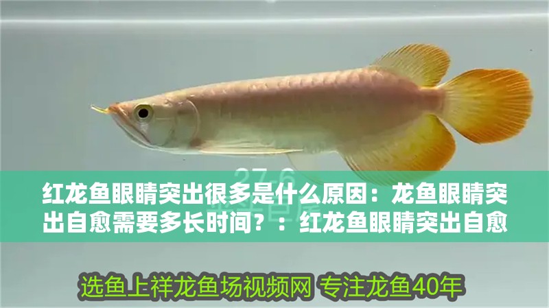 紅龍魚眼睛突出很多是什么原因：龍魚眼睛突出自愈需要多長時間？：紅龍魚眼睛突出自愈需要多長時間