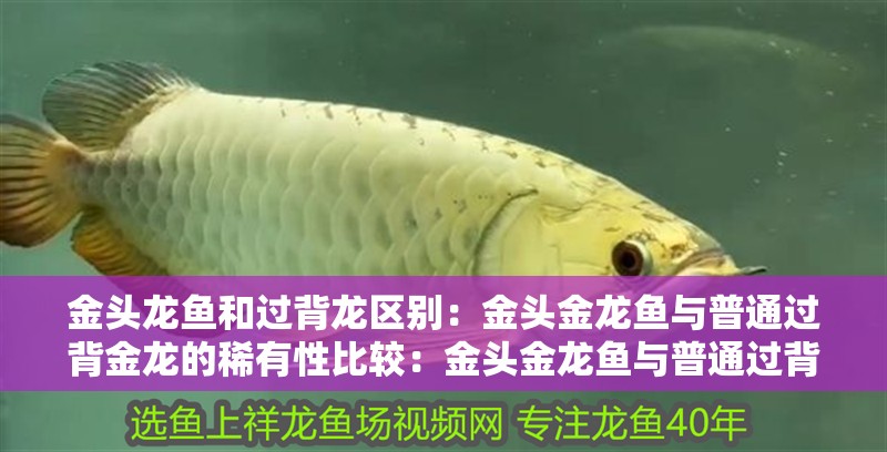 金頭龍魚和過背龍區別：金頭金龍魚與普通過背金龍的稀有性比較：金頭金龍魚與普通過背金龍魚的區別