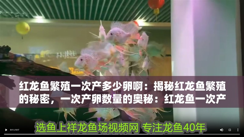 紅龍魚繁殖一次產多少卵啊：揭秘紅龍魚繁殖的秘密，一次產卵數量的奧秘：紅龍魚一次產卵數量可能會影響產卵數量 紅龍魚繁殖一次產多少卵啊：揭秘紅龍魚繁殖的秘密，一次產卵數量的奧秘：紅龍魚一次產卵數量可能會影響產卵數量 水族問答