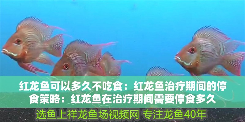 紅龍魚可以多久不吃食：紅龍魚治療期間的停食策略：紅龍魚在治療期間需要停食多久