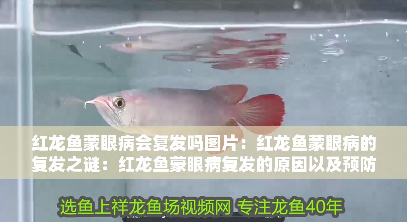 紅龍魚蒙眼病會復發嗎圖片：紅龍魚蒙眼病的復發之謎：紅龍魚蒙眼病復發的原因以及預防措施