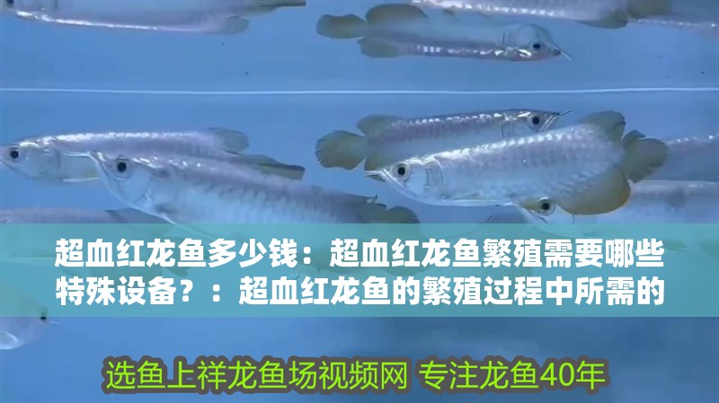 超血紅龍魚多少錢：超血紅龍魚繁殖需要哪些特殊設(shè)備？：超血紅龍魚的繁殖過(guò)程中所需的特殊設(shè)備是成功的關(guān)鍵