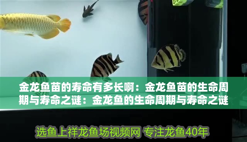 金龍魚苗的壽命有多長啊：金龍魚苗的生命周期與壽命之謎：金龍魚的生命周期與壽命之謎