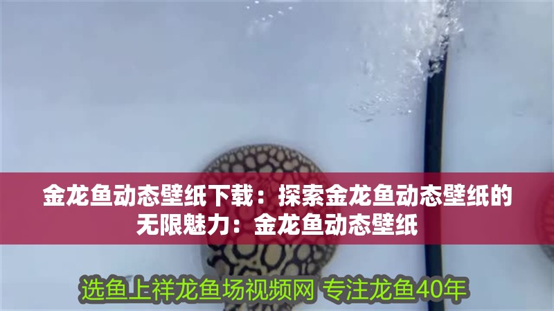 金龍魚動(dòng)態(tài)壁紙下載：探索金龍魚動(dòng)態(tài)壁紙的無(wú)限魅力：金龍魚動(dòng)態(tài)壁紙