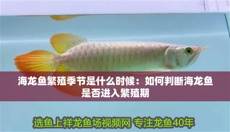 海龍魚繁殖季節是什么時候：如何判斷海龍魚是否進入繁殖期