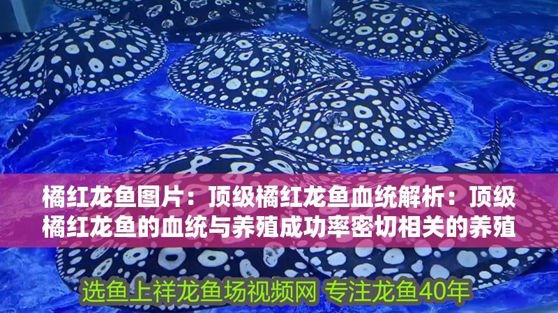 橘紅龍魚圖片：頂級橘紅龍魚血統(tǒng)解析：頂級橘紅龍魚的血統(tǒng)與養(yǎng)殖成功率密切相關(guān)的養(yǎng)殖成功率