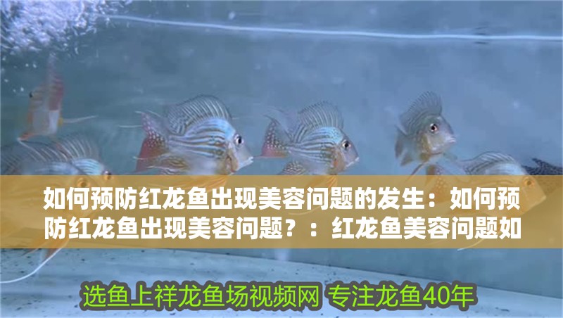 如何預(yù)防紅龍魚出現(xiàn)美容問題的發(fā)生：如何預(yù)防紅龍魚出現(xiàn)美容問題？：紅龍魚美容問題如何預(yù)防