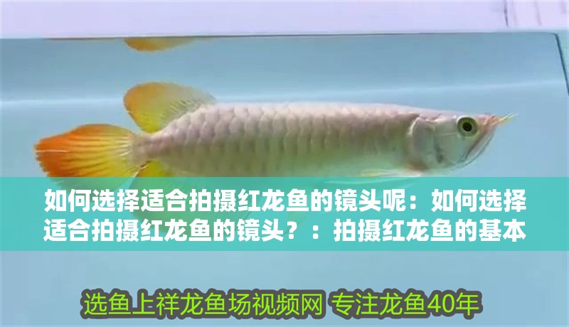如何選擇適合拍攝紅龍魚的鏡頭呢：如何選擇適合拍攝紅龍魚的鏡頭？：拍攝紅龍魚的基本基礎(chǔ)