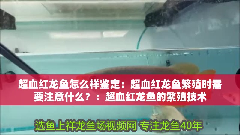 超血紅龍魚怎么樣鑒定：超血紅龍魚繁殖時需要注意什么？：超血紅龍魚的繁殖技術(shù)