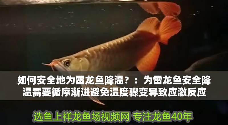 如何安全地為雷龍魚降溫？：為雷龍魚安全降溫需要循序漸進(jìn)避免溫度驟變導(dǎo)致應(yīng)激反應(yīng)