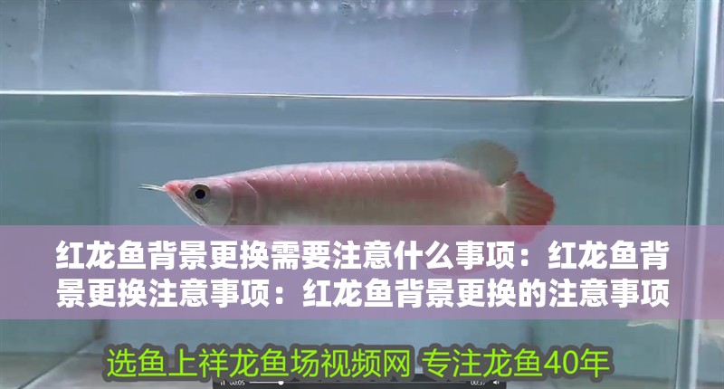 紅龍魚背景更換需要注意什么事項：紅龍魚背景更換注意事項：紅龍魚背景更換的注意事項