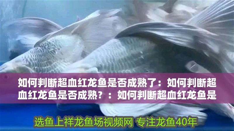 如何判斷超血紅龍魚是否成熟了：如何判斷超血紅龍魚是否成熟？：如何判斷超血紅龍魚是否成熟