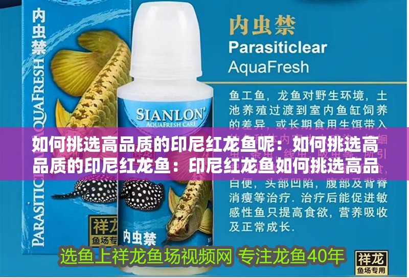 如何挑選高品質的印尼紅龍魚呢：如何挑選高品質的印尼紅龍魚：印尼紅龍魚如何挑選高品質的印尼紅龍魚，印尼紅龍魚的養殖技巧