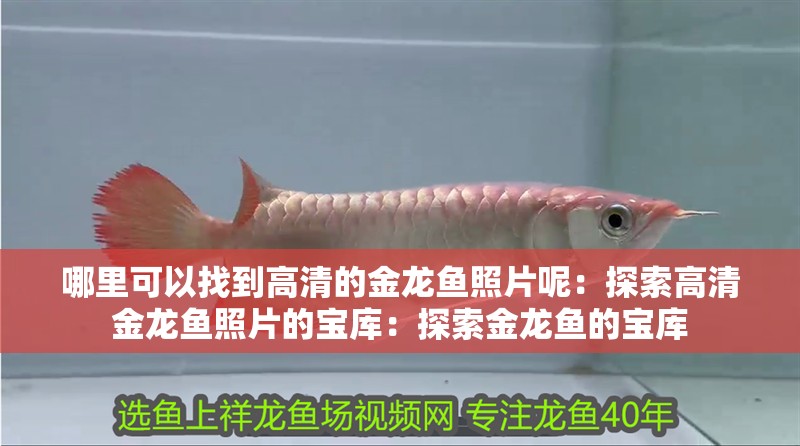 哪里可以找到高清的金龍魚照片呢：探索高清金龍魚照片的寶庫：探索金龍魚的寶庫