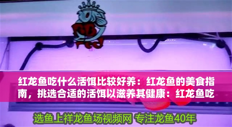 紅龍魚吃什么活餌比較好養：紅龍魚的美食指南，挑選合適的活餌以滋養其健康：紅龍魚吃什么活餌比較好