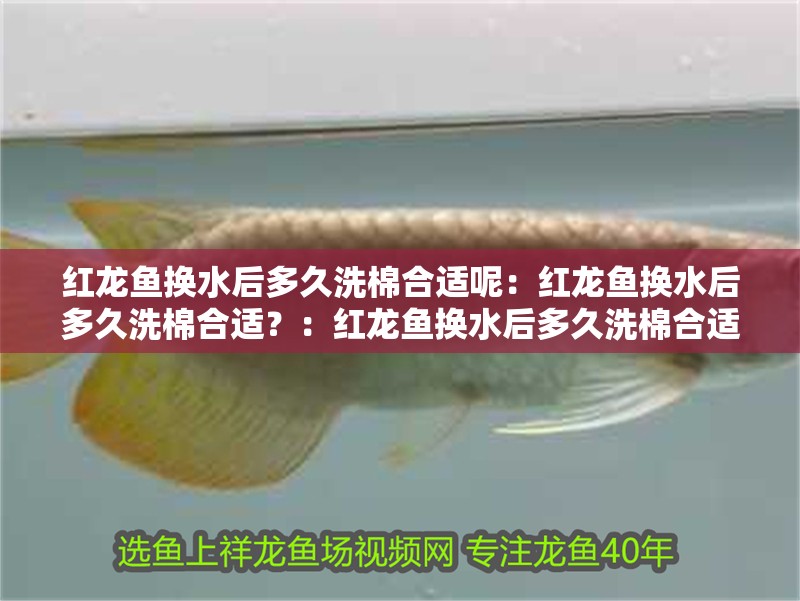 紅龍魚換水后多久洗棉合適呢：紅龍魚換水后多久洗棉合適？：紅龍魚換水后多久洗棉合適，
