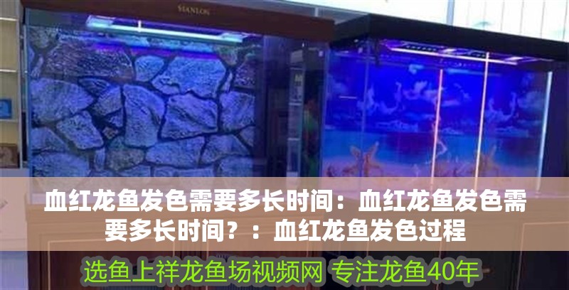 血紅龍魚發色需要多長時間：血紅龍魚發色需要多長時間？：血紅龍魚發色過程