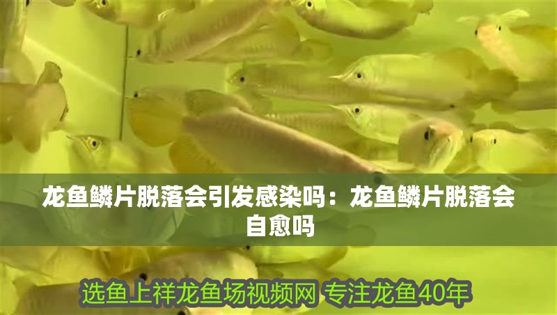 龍魚鱗片脫落會引發感染嗎：龍魚鱗片脫落會自愈嗎