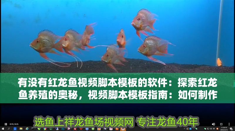 有沒有紅龍魚視頻腳本模板的軟件：探索紅龍魚養殖的奧秘，視頻腳本模板指南：如何制作紅龍魚的視頻腳本模板