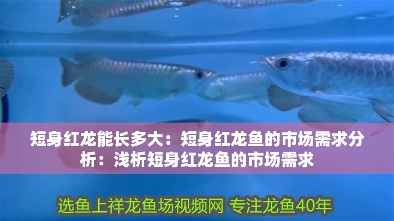 短身紅龍能長多大：短身紅龍魚的市場需求分析：淺析短身紅龍魚的市場需求