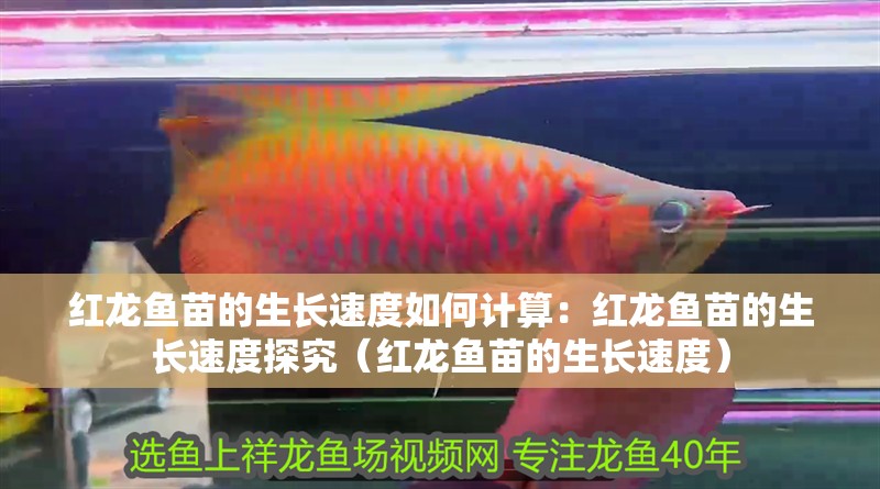紅龍魚(yú)苗的生長(zhǎng)速度如何計(jì)算：紅龍魚(yú)苗的生長(zhǎng)速度探究（紅龍魚(yú)苗的生長(zhǎng)速度）