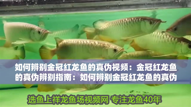 如何辨別金冠紅龍魚的真偽視頻：金冠紅龍魚的真偽辨別指南：如何辨別金冠紅龍魚的真偽
