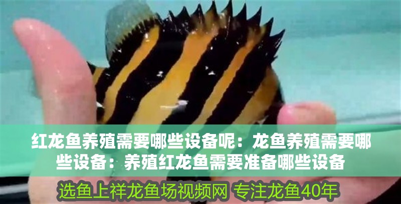紅龍魚養殖需要哪些設備呢：龍魚養殖需要哪些設備：養殖紅龍魚需要準備哪些設備