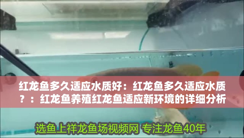 紅龍魚多久適應水質好：紅龍魚多久適應水質？：紅龍魚養殖紅龍魚適應新環境的詳細分析紅龍魚適應新環境