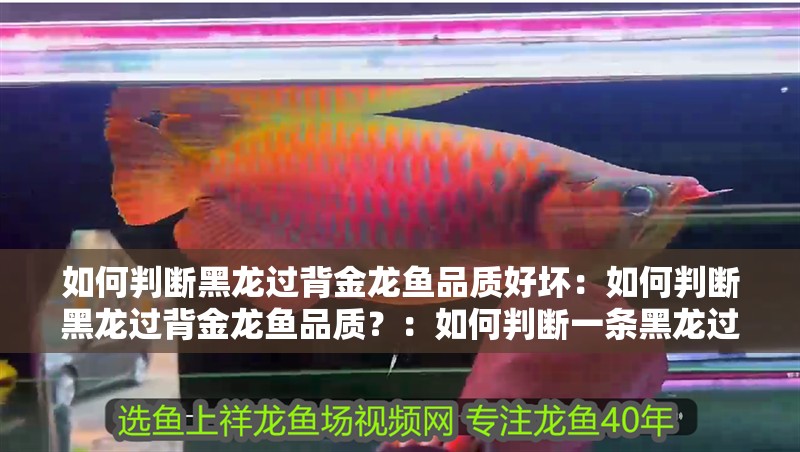 如何判斷黑龍過背金龍魚品質好壞：如何判斷黑龍過背金龍魚品質？：如何判斷一條黑龍過背金龍魚