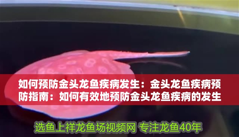 如何預防金頭龍魚疾病發生：金頭龍魚疾病預防指南：如何有效地預防金頭龍魚疾病的發生