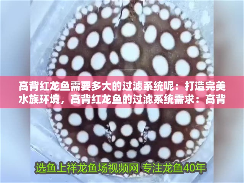 高背紅龍魚需要多大的過濾系統呢：打造完美水族環境，高背紅龍魚的過濾系統需求：高背紅龍魚的過濾系統