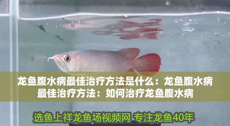 龍魚腹水病最佳治療方法是什么：龍魚腹水病最佳治療方法：如何治療龍魚腹水病