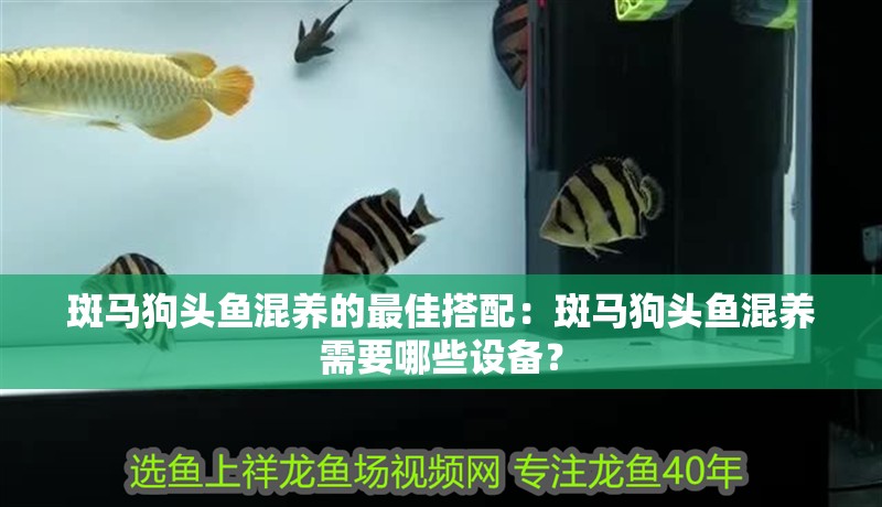 斑馬狗頭魚混養的最佳搭配：斑馬狗頭魚混養需要哪些設備？