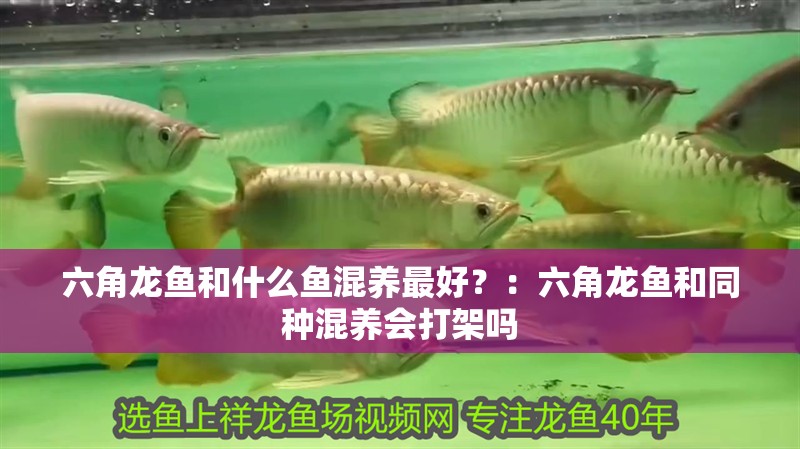 六角龍魚和什么魚混養(yǎng)最好？：六角龍魚和同種混養(yǎng)會打架嗎