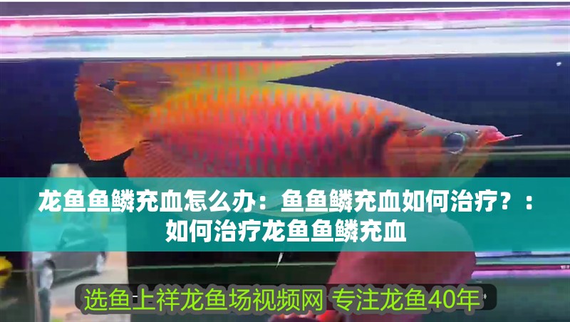 龍魚魚鱗充血怎么辦：魚魚鱗充血如何治療？：如何治療龍魚魚鱗充血
