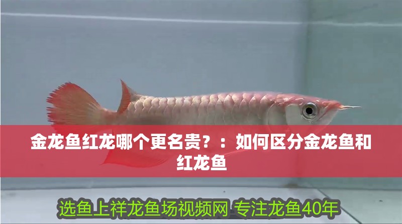 金龍魚紅龍哪個更名貴？：如何區分金龍魚和紅龍魚
