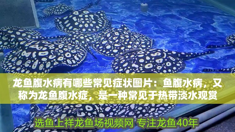 龍魚腹水病有哪些常見癥狀圖片：魚腹水病，又稱為龍魚腹水癥，是一種常見于熱帶淡水觀賞魚中的疾病。這種疾病通常由細(xì)菌感染引起，導(dǎo)致龍魚的腹部積水，嚴(yán)重時甚至?xí){到生命。本文將詳細(xì)探討龍魚腹水病的癥狀，并提供一些預(yù)防和治療的建議：預(yù)防龍魚腹水病的發(fā)生，龍魚腹水病的治療方法及治療方法