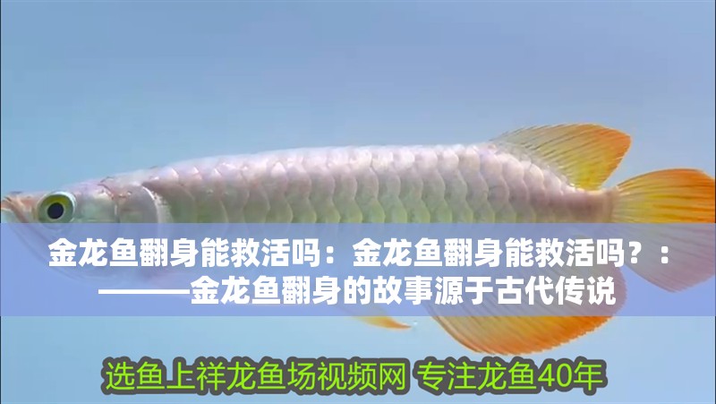 金龍魚翻身能救活嗎：金龍魚翻身能救活嗎？：———金龍魚翻身的故事源于古代傳說