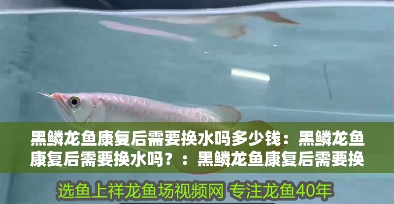 黑鱗龍魚康復后需要換水嗎多少錢：黑鱗龍魚康復后需要換水嗎？：黑鱗龍魚康復后需要換水嗎，