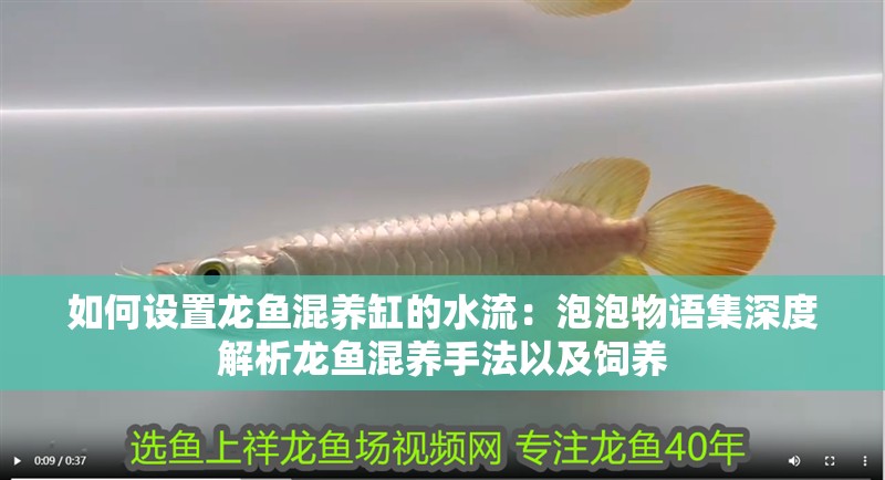 如何設置龍魚混養缸的水流：泡泡物語集深度解析龍魚混養手法以及飼養