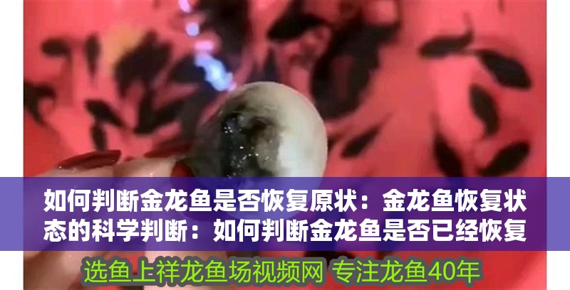 如何判斷金龍魚是否恢復原狀：金龍魚恢復狀態的科學判斷：如何判斷金龍魚是否已經恢復