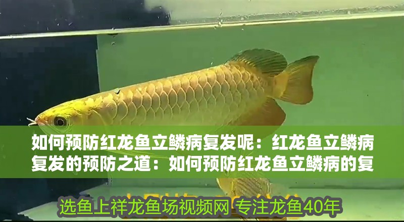 如何預(yù)防紅龍魚立鱗病復(fù)發(fā)呢：紅龍魚立鱗病復(fù)發(fā)的預(yù)防之道：如何預(yù)防紅龍魚立鱗病的復(fù)發(fā)