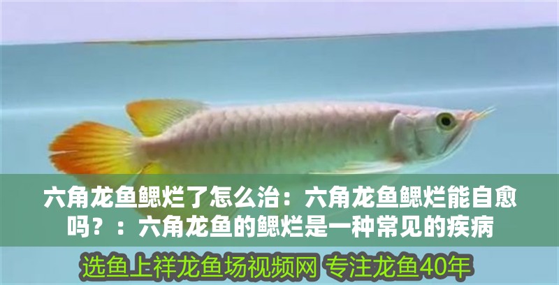 六角龍魚鰓爛了怎么治：六角龍魚鰓爛能自愈嗎？：六角龍魚的鰓爛是一種常見的疾病